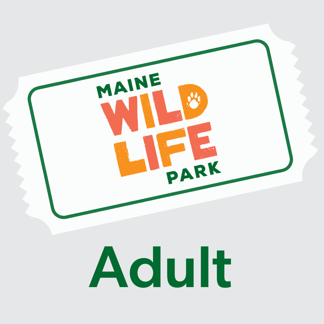 One Day Pass - Adult